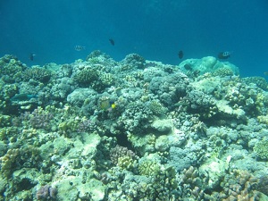 Red Sea coral reefs are one of the natural habitat of Lobophora variegata